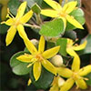 Stop dithering, buy new plants...