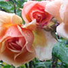Late Summer Roses