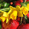 The Good Spring Gardener