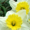 Blossom, don