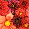 Dahlias in Fashion