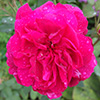 Darcey Bussell Rose