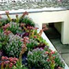 Dog Tunnels Beneath the Garden