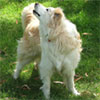 Barking mad?