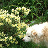 Good dog-company...