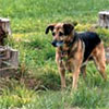 The Sad Demise of the Tree Stump Lawn
