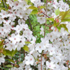Old blossom, new blossom...