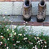 Travel or Garden Writing?