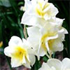 Earlicheer Daffodil