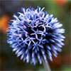 Echinops