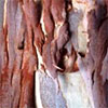 Gum Tree Bark