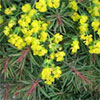 Euphorbias