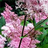 Filipendula