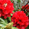 Spring Surprises - 2011