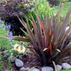 Phormiums in the Dog-Path Garden