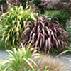 Using Phormiums in the Garden