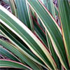 Phormium Tricolor & Pittosporum