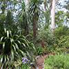 Foliage Forests...