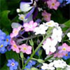 Forget-Me-Nots