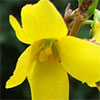 Forsythia