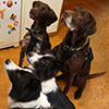 A Four Piece Dog Pack