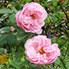 Pruning climbing roses...