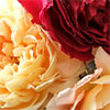 Garden Visits and Tours