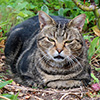 Firewood and cats...
