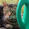 Wild cats!