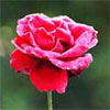 Rose Gardens
