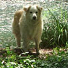 Dog By the Pond