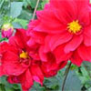Garden Clubs & Societies