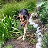 Garden Designer Dog