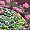Garden Website History