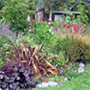 Early Days - Rugosa Rose Garden