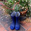 Garden Blogs - One