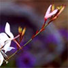 Gaura Flower