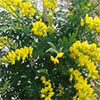 Genista