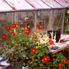 Flowers behind the Glass-House