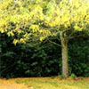 Autumn Trees