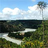 Rakaia River - Water and Weeds