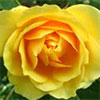 Graham Thomas Rose