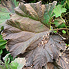 The start of the 2024 Gunnera trim