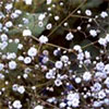 Gypsophila
