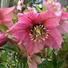 Hellebore Garden