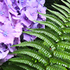 What about the Hydrangeas?