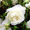 Iceberg Rose