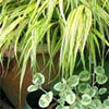 Foliage Pots by the Gum Tree