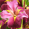Visit to an Iris Nursery