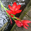 Schizostylis